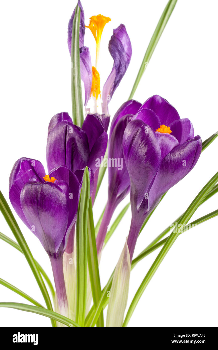 Crocus flowers isolated on white background closeup Stock Photo