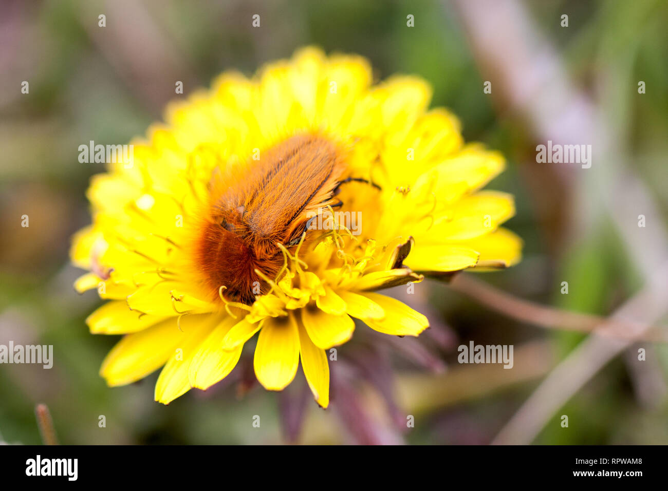 May bug or cockchafer or Melolontha on a dandelion Stock Photo
