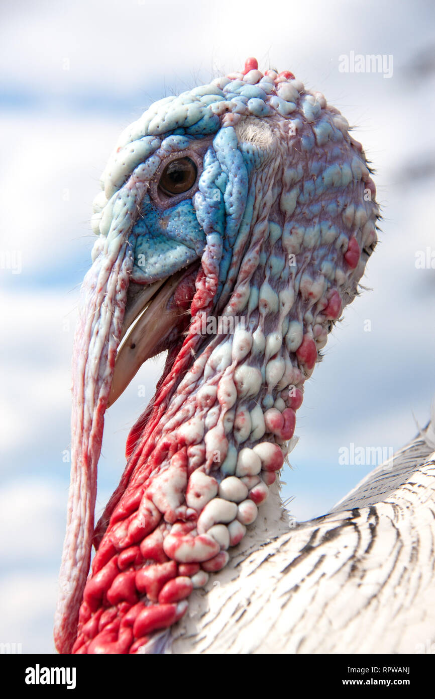 turkey male or gobbler closeup on the cloudy sky background Stock Photo