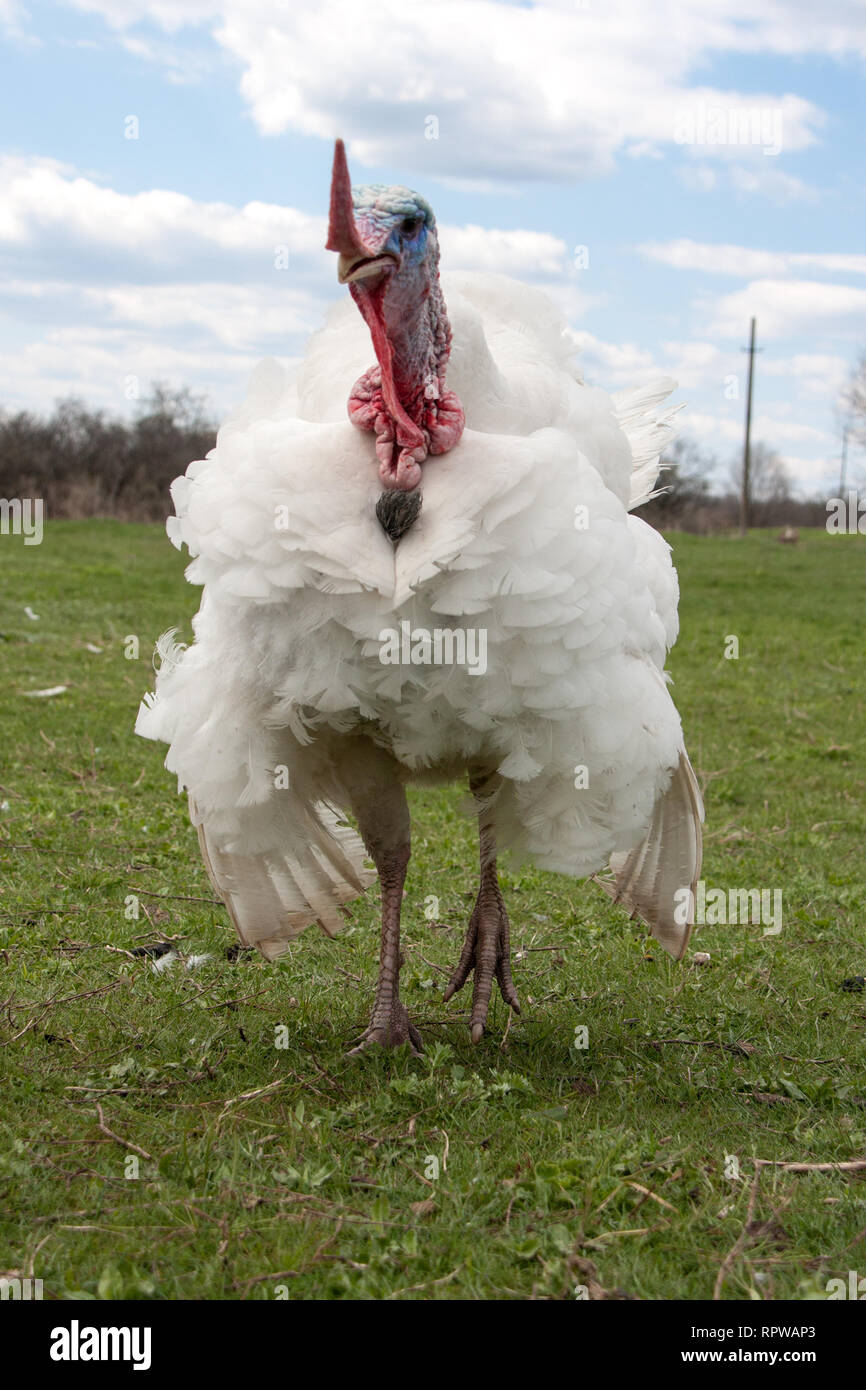 white turkey male or gobbler closeup on green grass with blue sky Stock Photo