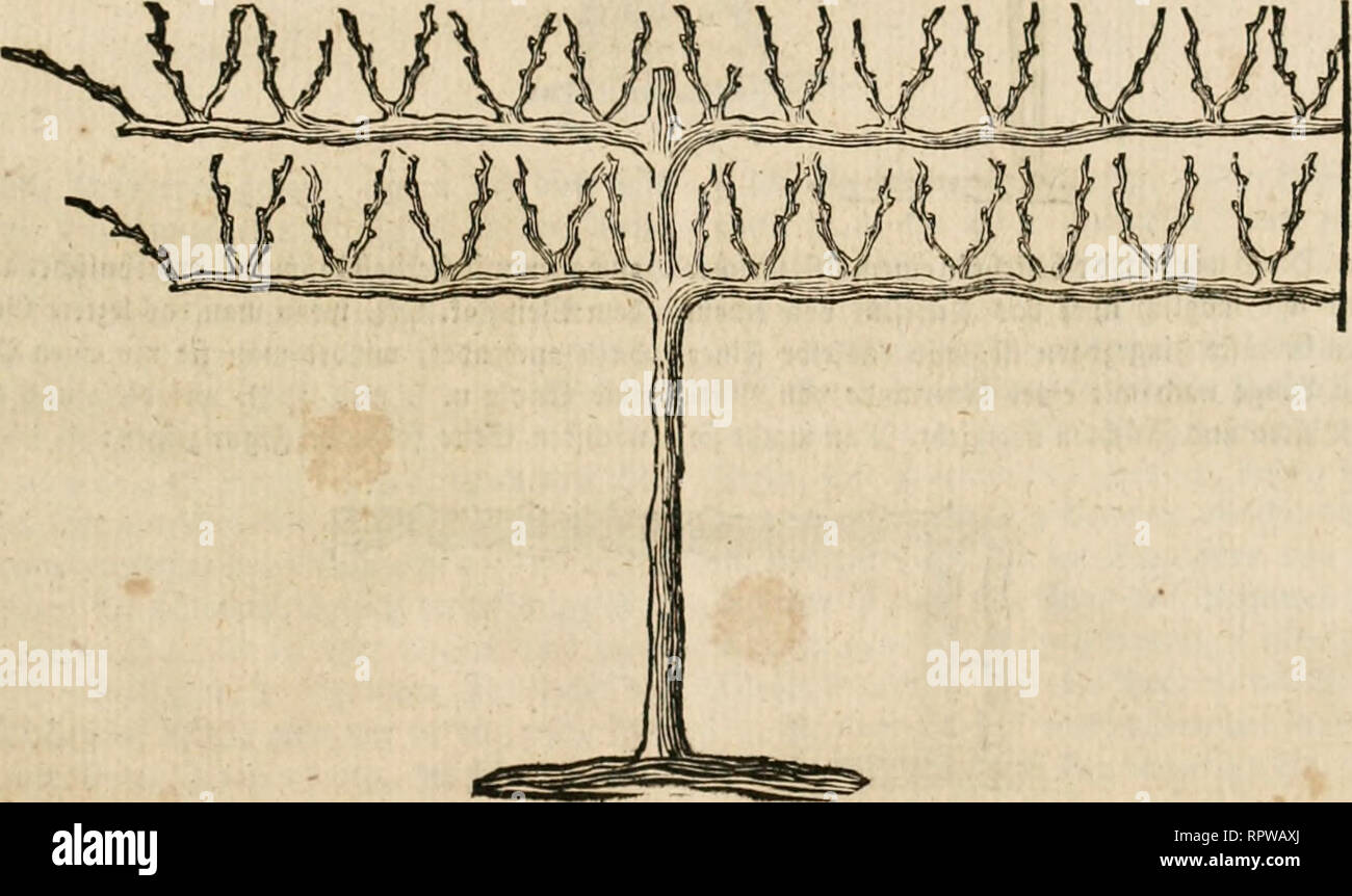 Allgemeine Deutsche Garten Zeitung Gardening Germany Horticulture Germany It Zci6 C Itter Ift Ein