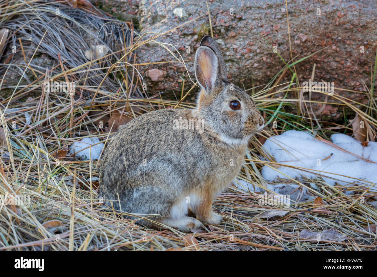 Mountain or Nuttall's Cottontail rabbit (Sylvilagus nuttalli) in winter, Castle Rock Colorado US. Photo taken in February. Stock Photo