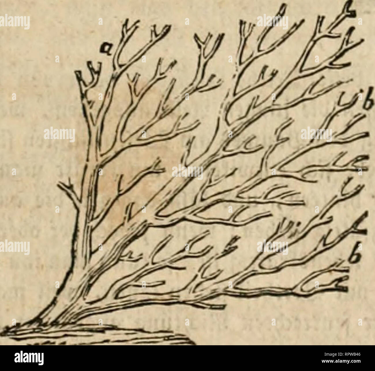 Allgemeine Deutsche Garten Zeitung Gardening Germany Horticulture Germany 4 2 Er Fd Iefe C