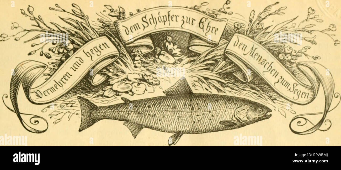 . Allgemeine Fischerei-Zeitung. . mierifrije lifrljern-Jeitung. #r g an ITr. 9. plüudjcu, 15. eev^temBer 1881. VI. §;aprg. Die ,,|Joijcrif(^c J'^fffifr^'-^fttunfl&quot; trfdicint itltn i^lonnt tiiininl in btr l^fgd in brr i^littf bts J^lonnts. Das Äbonnfuitut betrügt für ben Solironng 2 ^atR uiib rocrben ß«(leUuncien bei bcn keil. Poflntillnlttn eutgfgtn geiiomnitn. — ^ttfcratc mtrben bit burdilnufeiibe JJttitjtiU mit 20 '5*f, beredjiift. ^n'fjatt: I. Sev i?vcb§. — n. X^mx 9{l)cin. — III. %i bte 33ad)amiel (Cinclus aquaticus Briss.) ticn (&quot;s-i)cl)crdcn fdjäMic^'? — IV. ''.)(mtUcI)C (Svlai Stock Photo