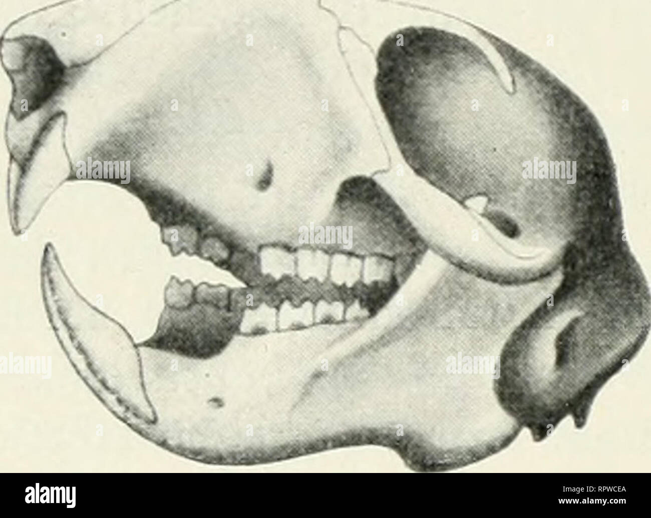 Allgemeine Biologie Biology B V Cagcaa Nc Bic Fd Lic Lid U Torfsic Erformigcm 9 Ci0ivad Ibb 18 Fuhren Unb Ba 5icr Am 6c Ic Cn 6cf Nabcl I 9 Unbc Ocr L Inbcrn Cn Aul Nern I Nfcn Unb Sanfen Beobad Fet