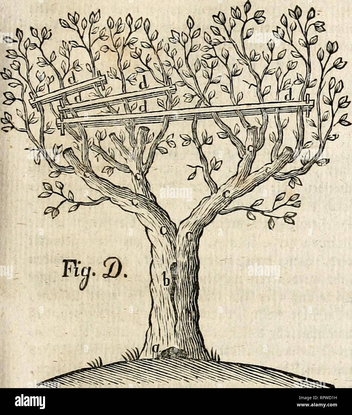Allgemeine Deutsche Garten Zeitung Gardening Germany Horticulture Germany 159 C Tettcti Vsst Gt Ci Quot Ougcworfen Wiivbc A A A Bcbciis Teil Ugdflc Bie S Cffnungen Nm Stamme Ftnb Gauu Giccfe Bie Fid I Oii
