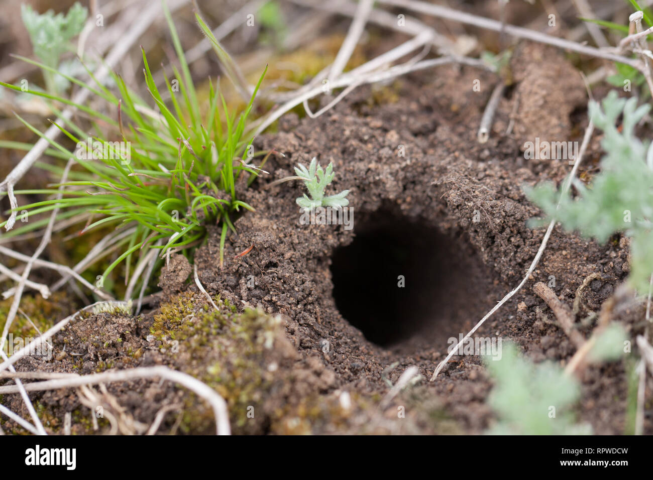 animal burrow or home underground on a hillside Stock Photo