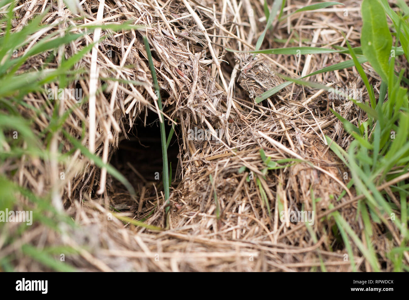 animal burrow or home underground on a hillside Stock Photo