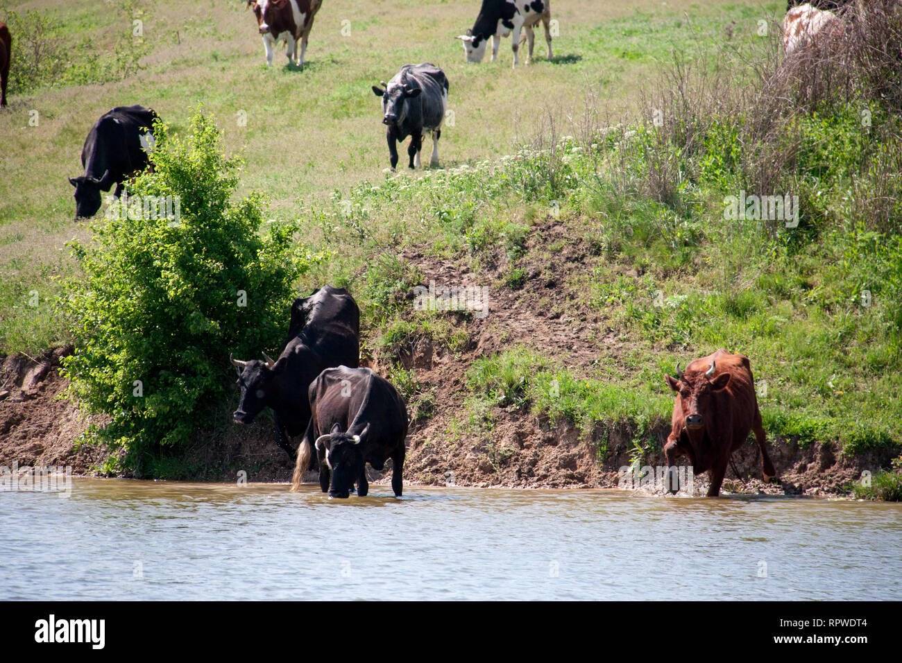 cows come to drink water from the lake in village Stock Photo Alamy
