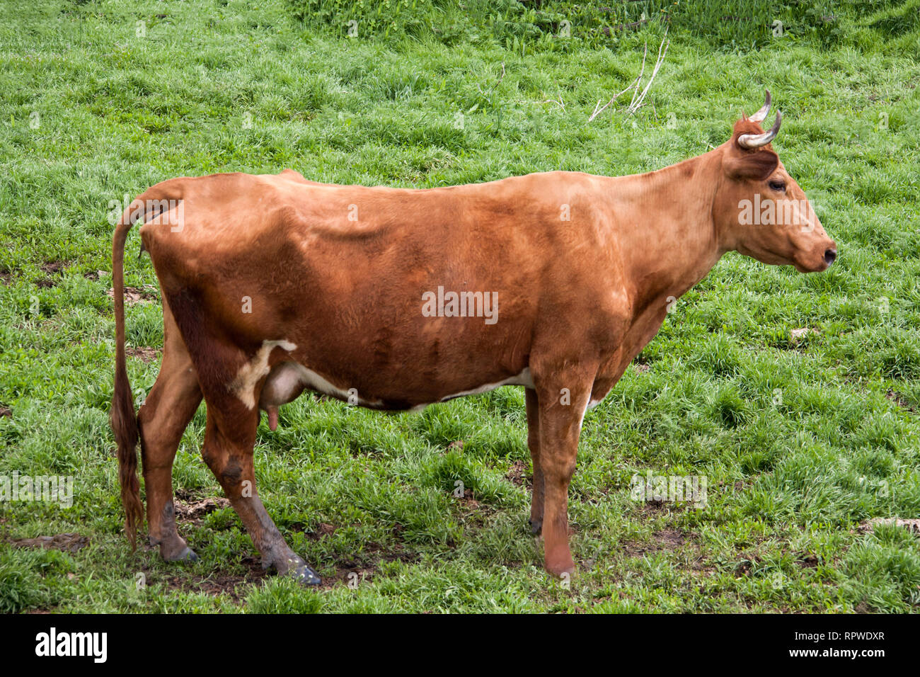 cow standing on a meadow in the village Stock Photo - Alamy