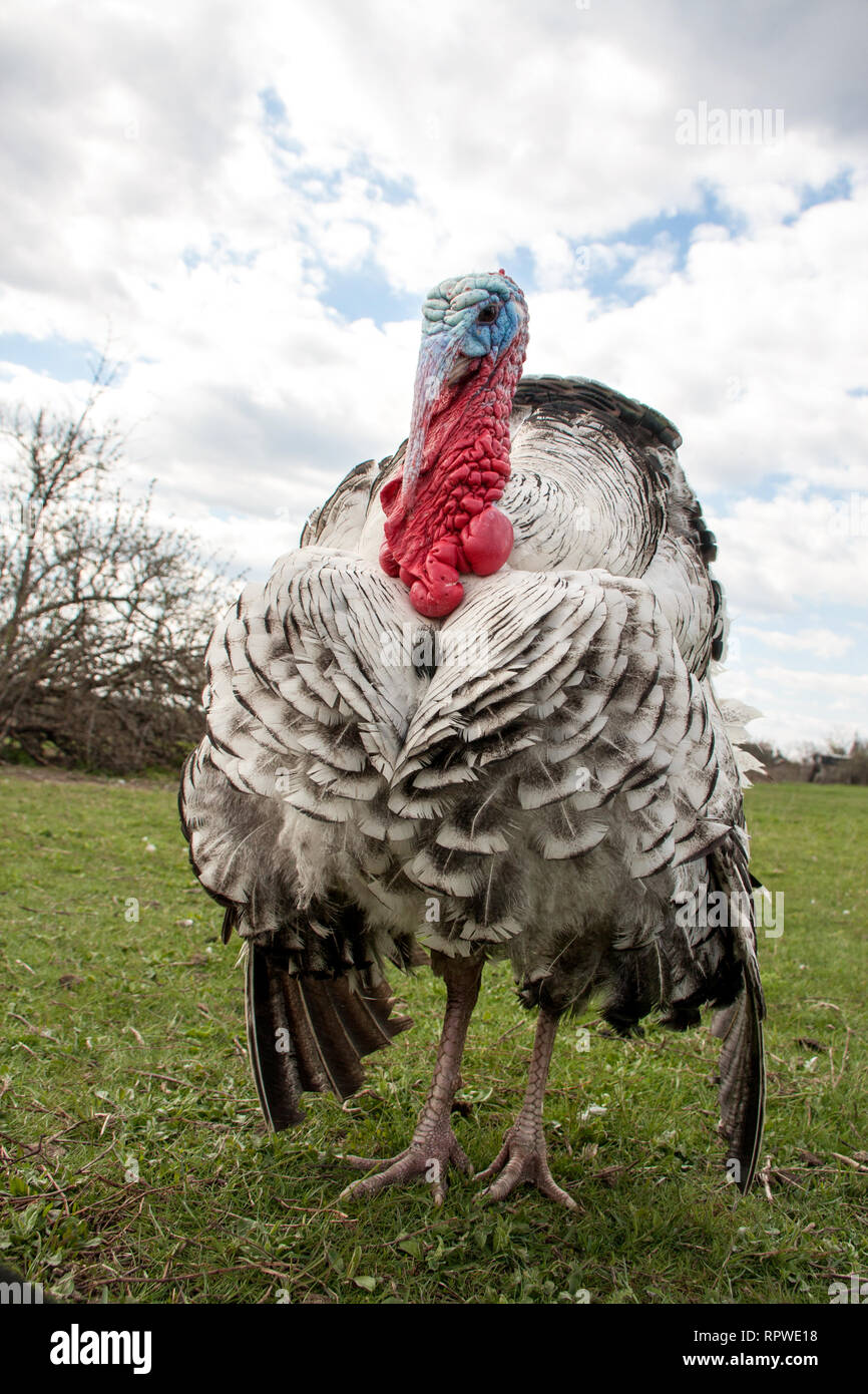 turkey male or gobbler closeup on green grass with blue sky Stock Photo