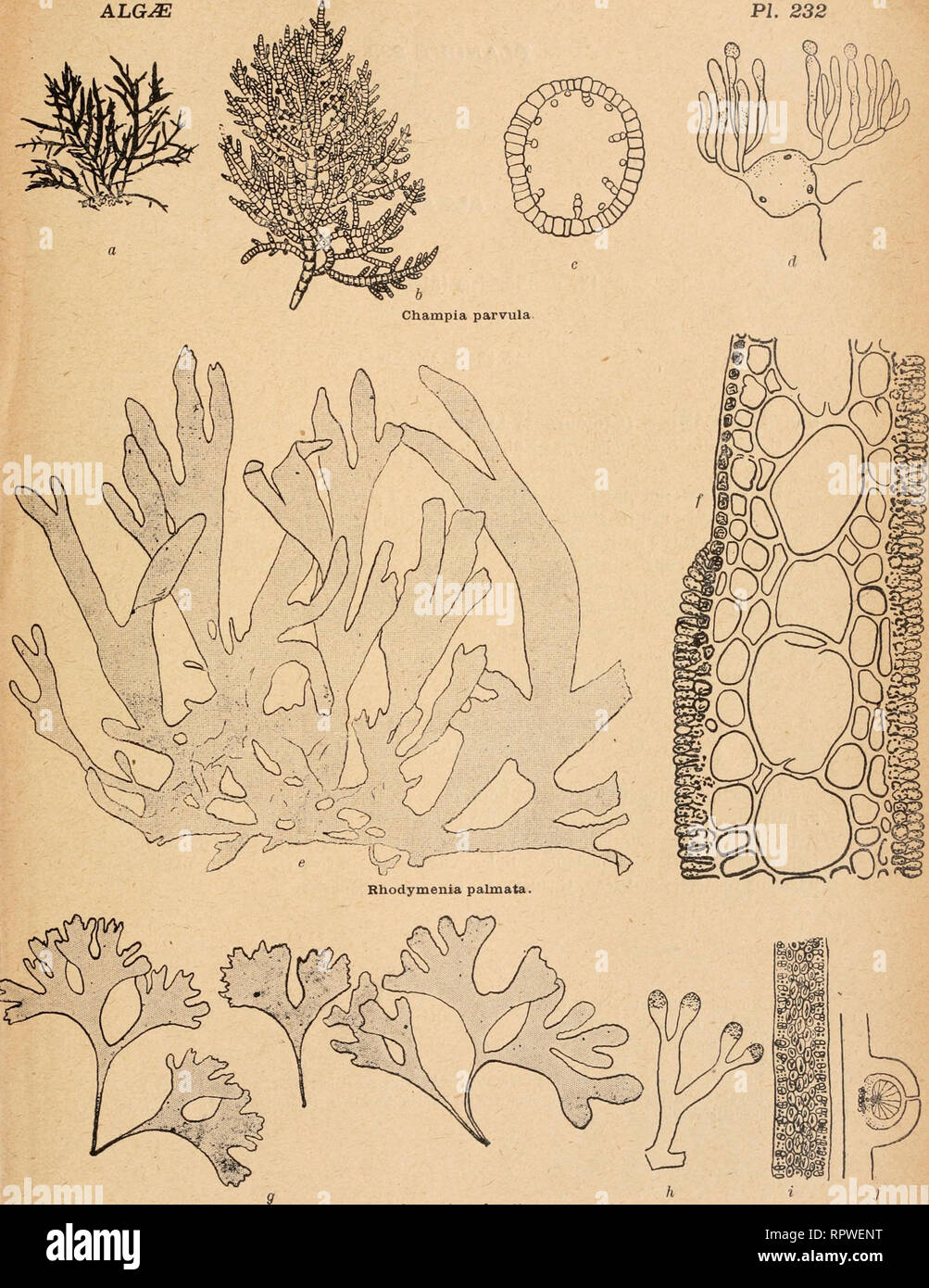 . Album général des diatomées marines, d'eau douce ou fossiles : album représentant tous les genres de diatomées et leurs principales espèces. Diatoms. PL 232. FLORIDE^ {Algues rouges). Rhodymenia palmett a i3. ïihodyinenia,Gede,. Please note that these images are extracted from scanned page images that may have been digitally enhanced for readability - coloration and appearance of these illustrations may not perfectly resemble the original work.. Coupin, Henri, b. 1868. Paris : H. Coupin Stock Photo
