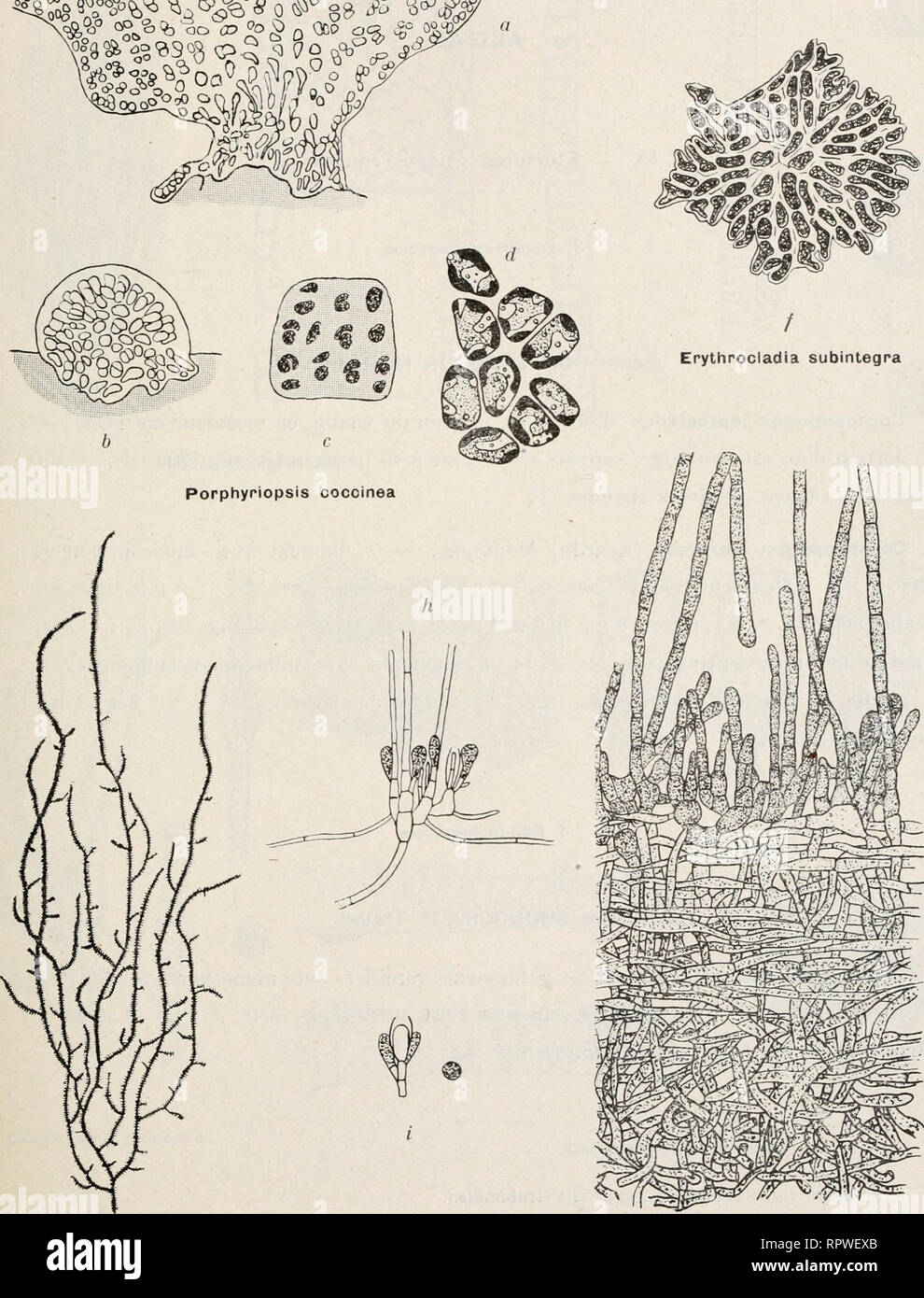 . Album général des diatomées marines, d'eau douce ou fossiles : album représentant tous les genres de diatomées et leurs principales espèces. Diatoms. ALG^^. PL 197. cP Ô- •iki,'&quot;'$,i-% fé^m^S^MW *9âQj&amp;'-^cp,^^;^,£ Erythrocladia irregularis. g ] Thopea ramosissima IX. FLORIDEj^ [Algues rouges) 1. Bangiacese. 3. Thoreaceae. Please note that these images are extracted from scanned page images that may have been digitally enhanced for readability - coloration and appearance of these illustrations may not perfectly resemble the original work.. Coupin, Henri, b. 1868. Paris : H. Coupin Stock Photo