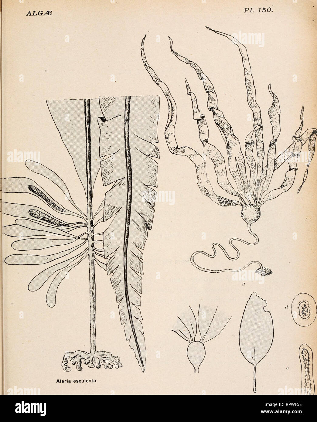 . Album général des diatomées marines, d'eau douce ou fossiles : album représentant tous les genres de diatomées et leurs principales espèces. Diatoms. PL 150,. Alaria esculenta VIII. PHJEOPHYCEJ^ {Algues brunes) b c Nereocystis Liitkeana 7. Lamlnariaceœ. Please note that these images are extracted from scanned page images that may have been digitally enhanced for readability - coloration and appearance of these illustrations may not perfectly resemble the original work.. Coupin, Henri, b. 1868. Paris : H. Coupin Stock Photo