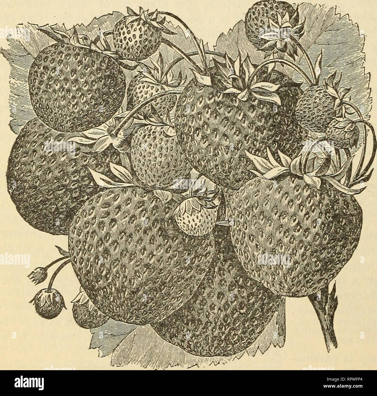Allen S Catalogue For 1906 Choice Strawberry Plants And Hundreds