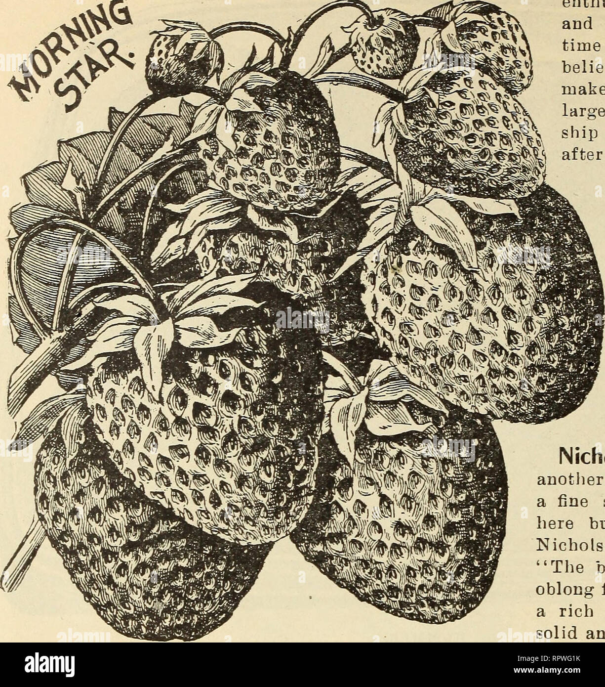 Allen S Catalogue For 1906 Choice Strawberry Plants And Hundreds