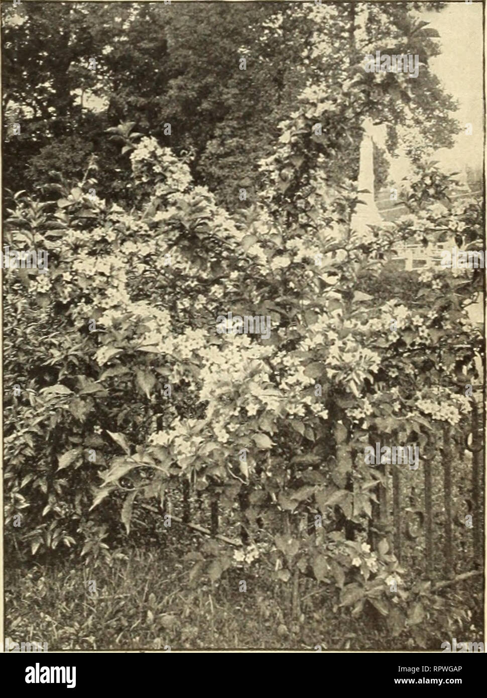 Allen's catalogue 1912 : choicest strawberry plants and other small fruits.  Nurseries (Horticulture) Maryland Salisbury Catalogs; Nursery stock  Maryland Salisbury Catalogs; Strawberries Maryland Salisbury Catalogs.  TRUE-TO-NAME ORNAMENTAL SHRUBS 45 ...