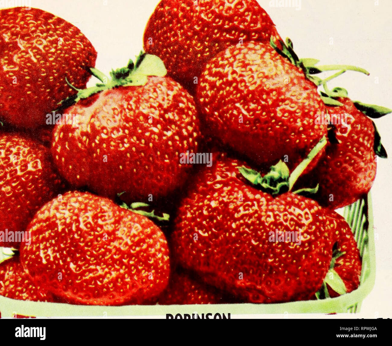 . Allen's 1961 book of berries. Nurseries (Horticulture) Maryland