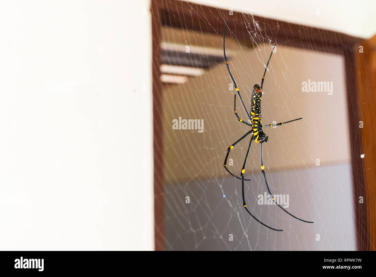 big spider weaving a web in the jungle. spider "nephila pilipes Stock