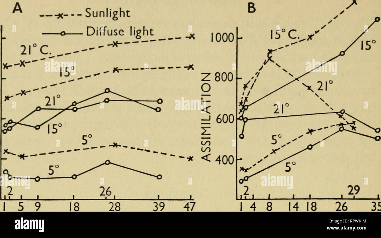 . The algae. Algae. 1000 Z800 O &lt; 600 to to &lt;400 —^ Sunlight o— Diffuse light. 18 28 39 47 14 8 14 18 DAYS DAYS Fig. 2i8 Daily drift in assimilation of algae at different tempera- tures in sunlight and diffuse light. A, Fucus serratus winter plant. B, Porphyra. (After Lampe.) The problem, however, is not as simple as this. Thus Lampe (1935) found that in winter the assimilation rate of Fucus serratus plants rises when it is measured in sunlight under conditions of in- creasing temperature (Fig. 218); on the other hand, in the case of a red alga such as Porphyra, when the temperature is r Stock Photo