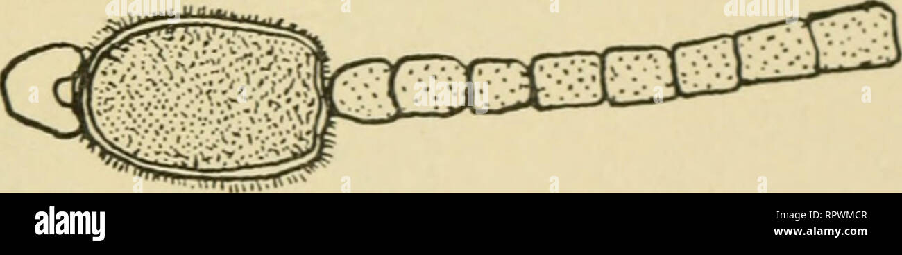 . The algae. Algae. Fig. 171 Nostoc. A, portion of colony of N. linckia ( x 400). B, C, germinating hormogones of N. puncttforme ( x 900). (After Geitler.) NOSTOCACEAE: Cylindrospermum (cylindro, cylindcT ;spermum, seed). Fig. 172 A characteristic feature of this genus is the large spore which develops next to the heterocyst at one or both ends of a filament. The outer wall of the spore is often papillate.. Fig 172 Cylindrospermum. A, C. ?7jajus ( x 680). B, C. stagnale ( X 340). (After Geitler.) Stigonematales The members of this order, which is not large, form branched threads, sometimes wit Stock Photo