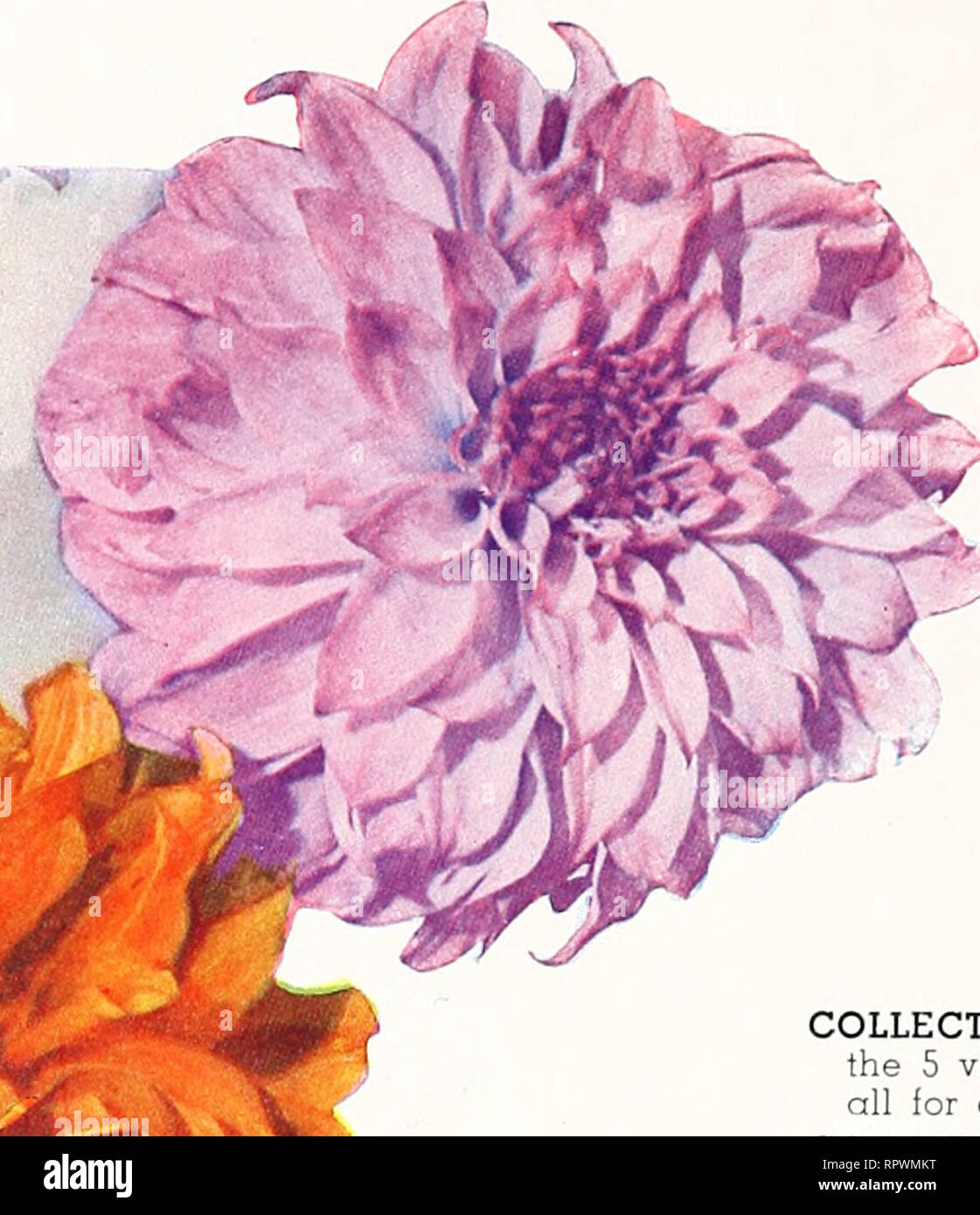 . All America rose selections winner : mission bells. Nurseries (Horticulture) Catalogs; Flowers Seeds Catalogs; Roses Catalogs; Plants, Ornamental Catalogs. ISA. Please note that these images are extracted from scanned page images that may have been digitally enhanced for readability - coloration and appearance of these illustrations may not perfectly resemble the original work.. Germain Seed and Plant Company; Henry G. Gilbert Nursery and Seed Trade Catalog Collection. Los Angeles, Calif. : Germain Stock Photo