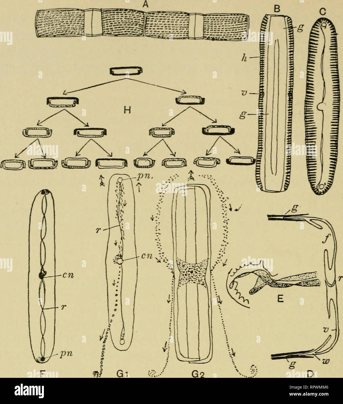 The Algae Algae Fig 156 Bacillariophyceae A Melosira Granular A Centricae X 624 B Pinnularia Viridis Pennatae Girdle View C Same Valve View D P Viridis Union Of Valve And