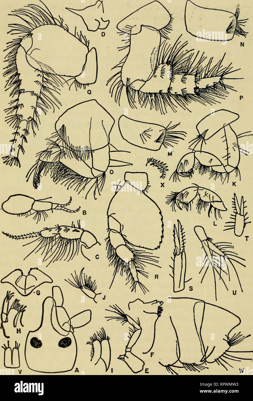 . Allan Hancock Pacific expeditions. [Reports]. Scientific expeditions. 206 ALLAN HANCOCK PACIFIC EXPEDITIONS VOL. 18. PLATE 6 Paraphoxus epistomus (Shoemaker), female, 5.5 mm, Sta. 2607-54. Figs. A, head; B,C, antennae 1, 2; D, epistome; E,F, mandibles; G, lower lip; H.I, maxillae 1, 2; J, maxillipedal palp; K,L, gnathopods 1, 2; M,N, coxae 2, 3; 0,P,Q,R, peraeopods 2, 3, 4, 5; S,T,U, uropods 1, 2, 3; V, telson; W, pleon segments 1-3; X, grinding plate of gastric mill.. Please note that these images are extracted from scanned page images that may have been digitally enhanced for readability - Stock Photo