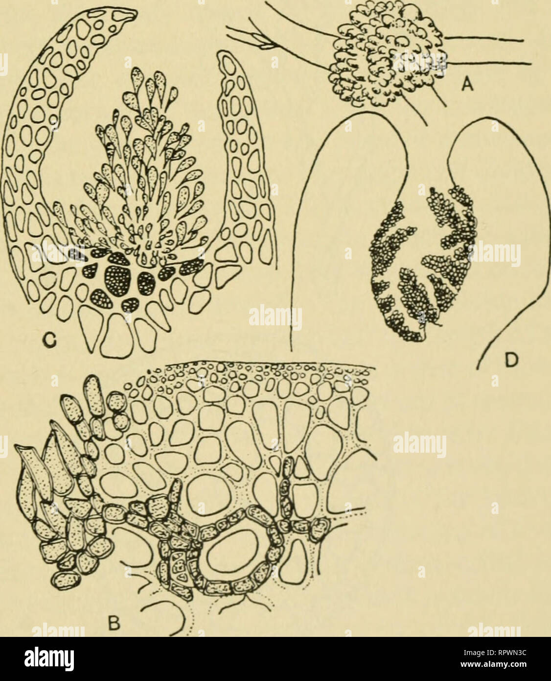 . The algae. Algae. EUPHYCOPHYTA 251 to give a large fusion cell. The diploid nucleus divides many times and the daughter nuclei each pass into lobes that are budded off from the fusion cell. Each lobe gives rise to a short gonimoblast filament, the terminal cell of which produces a pear-shaped carpo- spore, whilst the subterminal cell gives rise to a new^ two-celled carpospore branch. In this way numerous carpospores are pro- duced. The wall of the cystocarp is two-layered, the inner wall being formed directly by cells derived from pericentral cells. The cells of the inner wall divide tangent Stock Photo