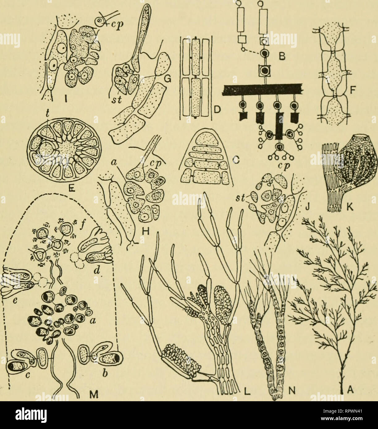 The Algae Algae Euphycophyta 249 Bostrychia Plumaria The Order Is The Most Highly Evolved In The Rhodophyceae And Is The Only One In Which The Auxiliary Cell Is Cut Oflf After