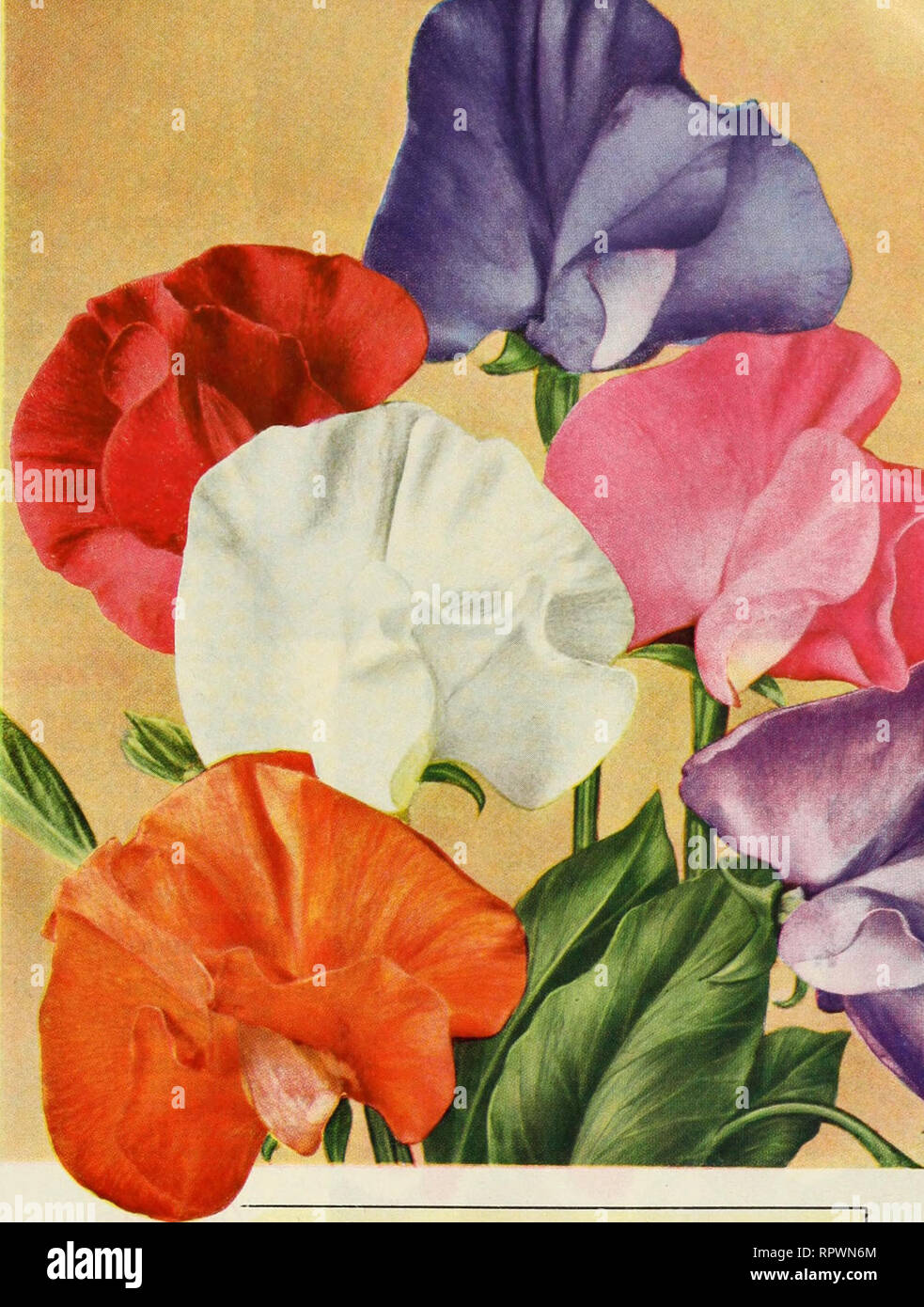 . All America rose selections winner : mission bells. Nurseries (Horticulture) Catalogs; Flowers Seeds Catalogs; Roses Catalogs; Plants, Ornamental Catalogs. . Please note that these images are extracted from scanned page images that may have been digitally enhanced for readability - coloration and appearance of these illustrations may not perfectly resemble the original work.. Germain Seed and Plant Company; Henry G. Gilbert Nursery and Seed Trade Catalog Collection. Los Angeles, Calif. : Germain Stock Photo