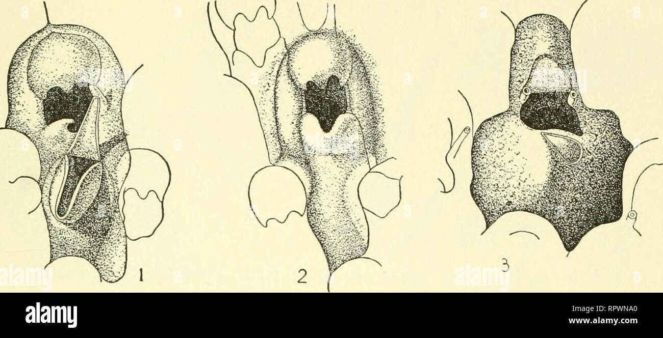 . Allan Hancock Pacific expeditions. [Reports]. Scientific expeditions. NO. 2 OSBURN: EASTERN PACIFIC BRYOZOA—CHEILOSTOMATA PL. 53. Please note that these images are extracted from scanned page images that may have been digitally enhanced for readability - coloration and appearance of these illustrations may not perfectly resemble the original work.. Allan Hancock Foundation. Los Angeles, University of Southern California Press Stock Photo