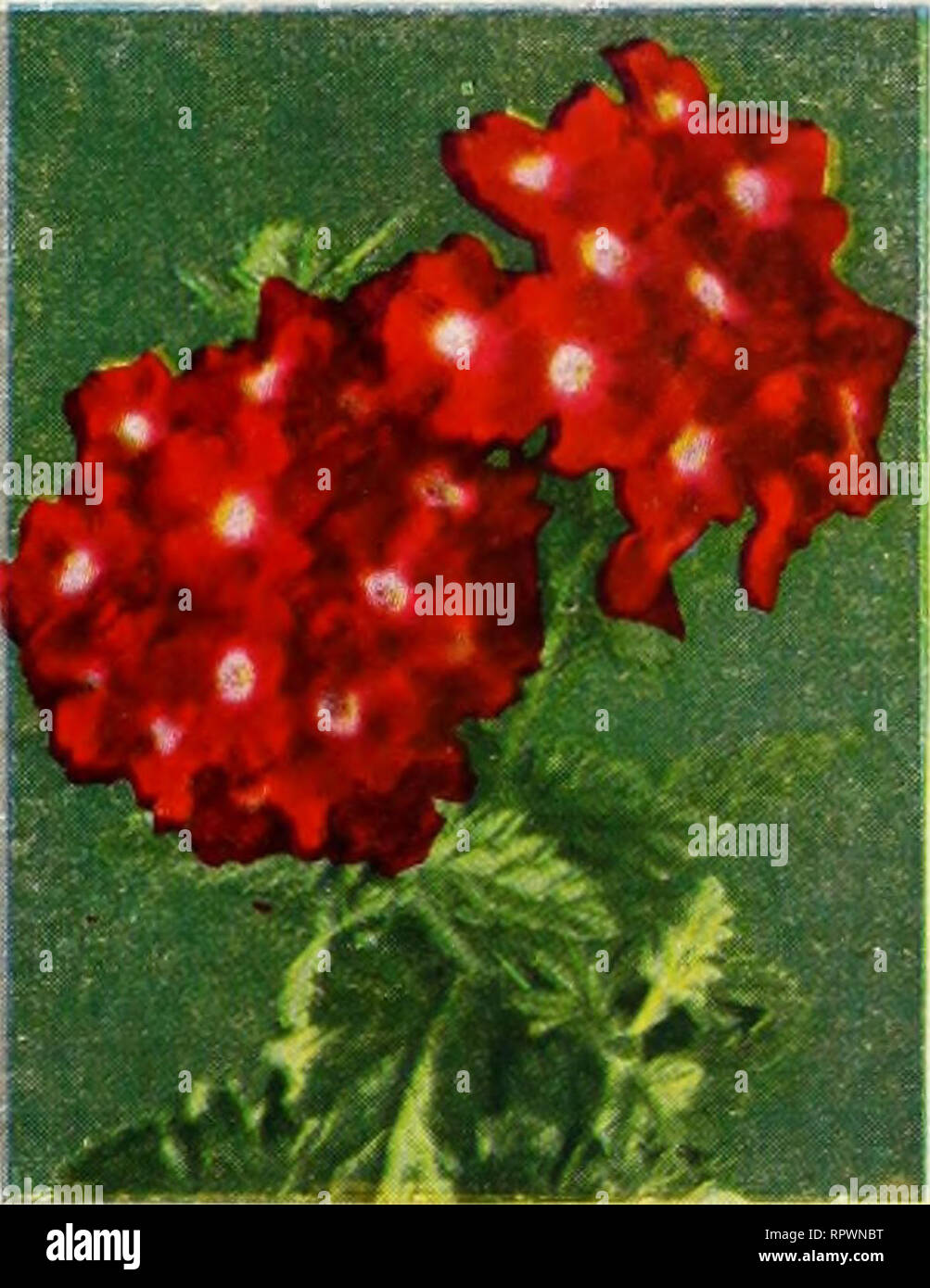 . All America rose selections winner : mission bells. Nurseries (Horticulture) Catalogs; Flowers Seeds Catalogs; Roses Catalogs; Plants, Ornamental Catalogs. . Please note that these images are extracted from scanned page images that may have been digitally enhanced for readability - coloration and appearance of these illustrations may not perfectly resemble the original work.. Germain Seed and Plant Company; Henry G. Gilbert Nursery and Seed Trade Catalog Collection. Los Angeles, Calif. : Germain Stock Photo