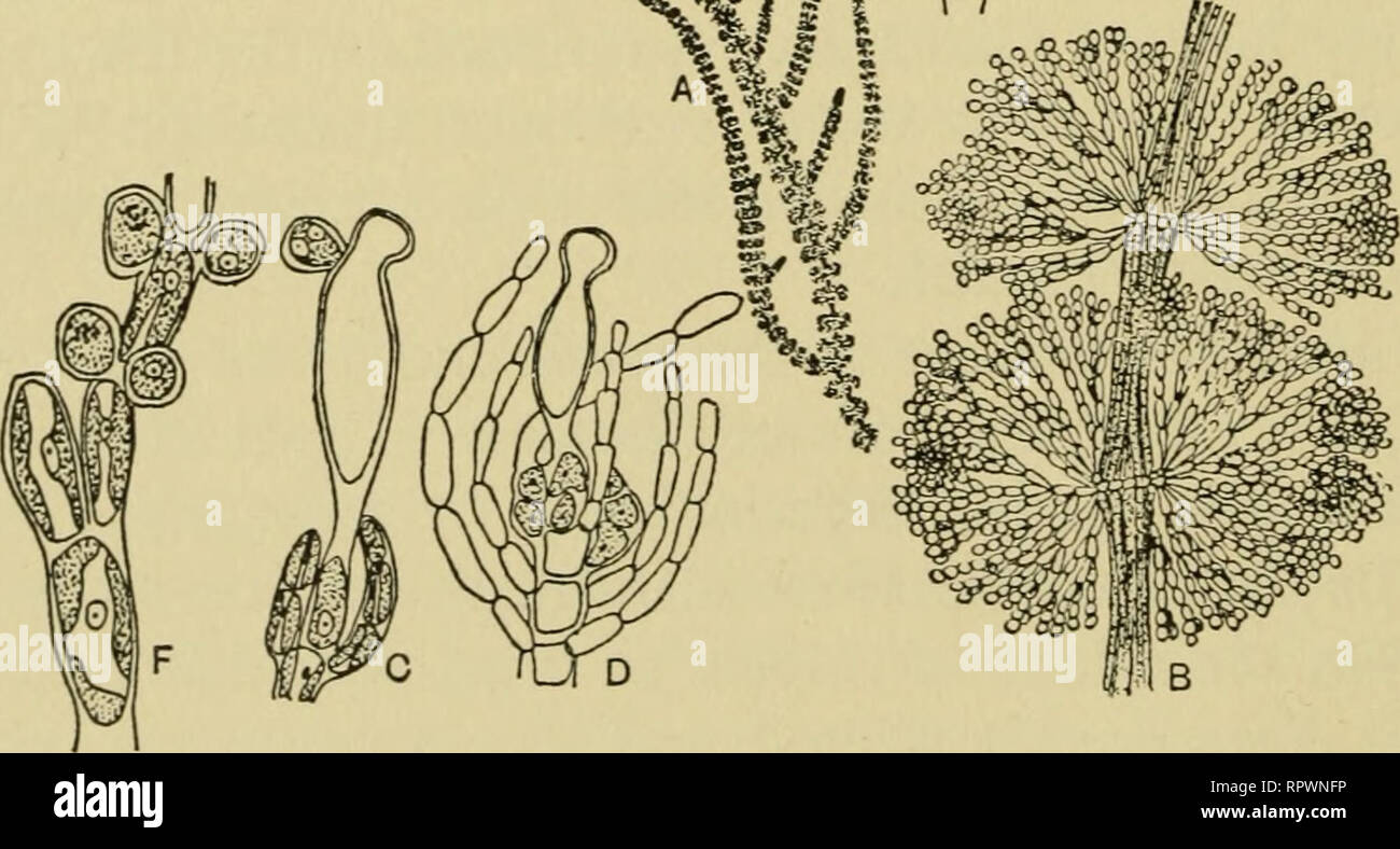 . The algae. Algae. Fig. 125 Batrachospermum moniliforme. A, plant. B, portion of plant. C, carpogonial branch ( x 480). D, fertilized carpogonium ( X 360). E, mature cystocarp ( x 240). F, antheridia ( x 640). (A, B, after Oltmannsi C-F, after Kylin.). Please note that these images are extracted from scanned page images that may have been digitally enhanced for readability - coloration and appearance of these illustrations may not perfectly resemble the original work.. Chapman, V. J. (Valentine Jackson), 1910-. London, Macmillan; New York, St. Martin's Press Stock Photo