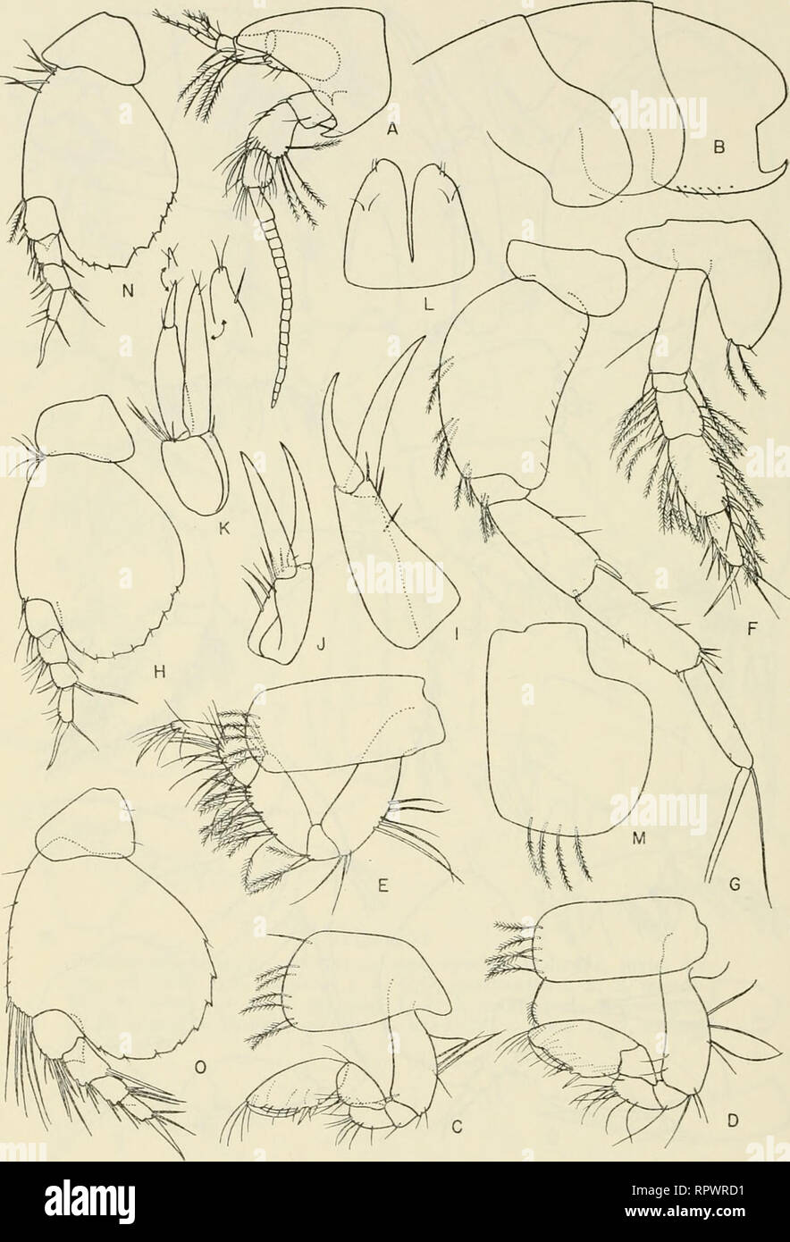 . Allan Hancock Pacific expeditions. [Reports]. Scientific expeditions. 154 ALLAN HANCOCK PACIFIC EXPEDITIONS VOL. 27. Figure 40 Harpiniopsis profundis Barnard var. Holotype, male, 4.8 mm, sta. 6832: A, head; B, metasome; C,D, gnathopods 1, 2; E,F,G,H, pereo- pods 1, 3, 4, 5; I,J,K, uropods 1, 2, 3 ; L, telson; M, coxa 4. Female, 3.6 mm: N, pereopod 5. Harpiniopsis excavata Chevreux. Female 5.0 mm, sta. 6833: O, pereopod 5.. Please note that these images are extracted from scanned page images that may have been digitally enhanced for readability - coloration and appearance of these illustratio Stock Photo