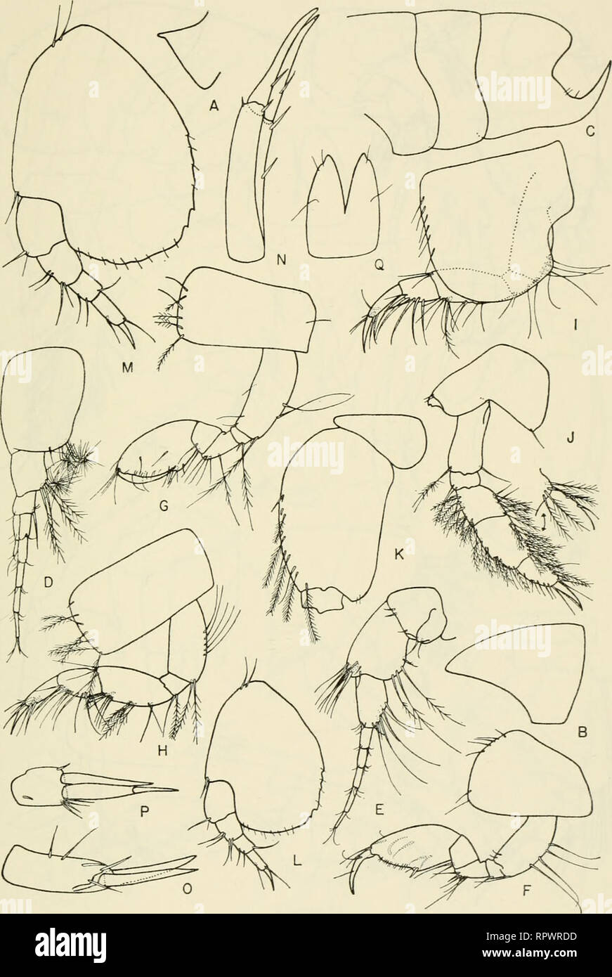 . Allan Hancock Pacific expeditions. [Reports]. Scientific expeditions. NO. 5 BARNARD : AMPHIPODA 153. Figure 39 Harpin'topsis petulans, new species. Holotype, female, 4.S mm, sta- tion 6842: A, epistome; B, head; C, metasome; D,E, antennae I, 2; F,G, gnathopods 1, 2; H,I,J,K,L, pereopods 1, 2, 3, 4, 5; M, pereopod 5, enlarged; N,0,P, uropods 1, 2, 3; Q, telson.. Please note that these images are extracted from scanned page images that may have been digitally enhanced for readability - coloration and appearance of these illustrations may not perfectly resemble the original work.. Allan Hancock Stock Photo