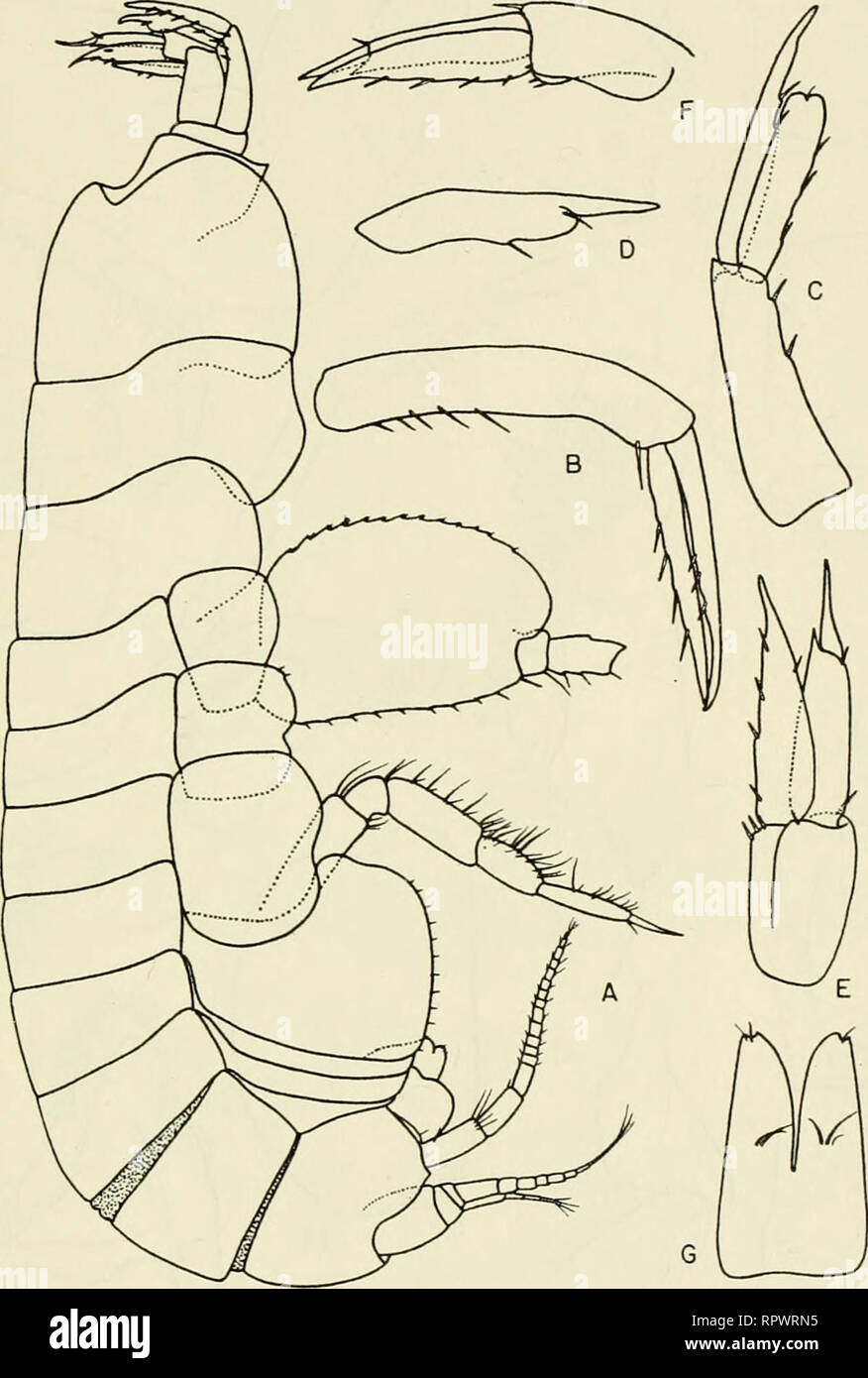 . Allan Hancock Pacific expeditions. [Reports]. Scientific expeditions. NO. 5 BARNARD: AMPHIPODA 129. Figure 15 Hirondellea fidenier, new species. Male, 4.7 mm, sta. 6336: A, lateral view minus uropod 1; B,C, uropods 1, 2; D, inner ramus of uropod 2; E,F, uropod 3; G, telson.. Please note that these images are extracted from scanned page images that may have been digitally enhanced for readability - coloration and appearance of these illustrations may not perfectly resemble the original work.. Allan Hancock Foundation. Los Angeles, University of Southern California Press Stock Photo
