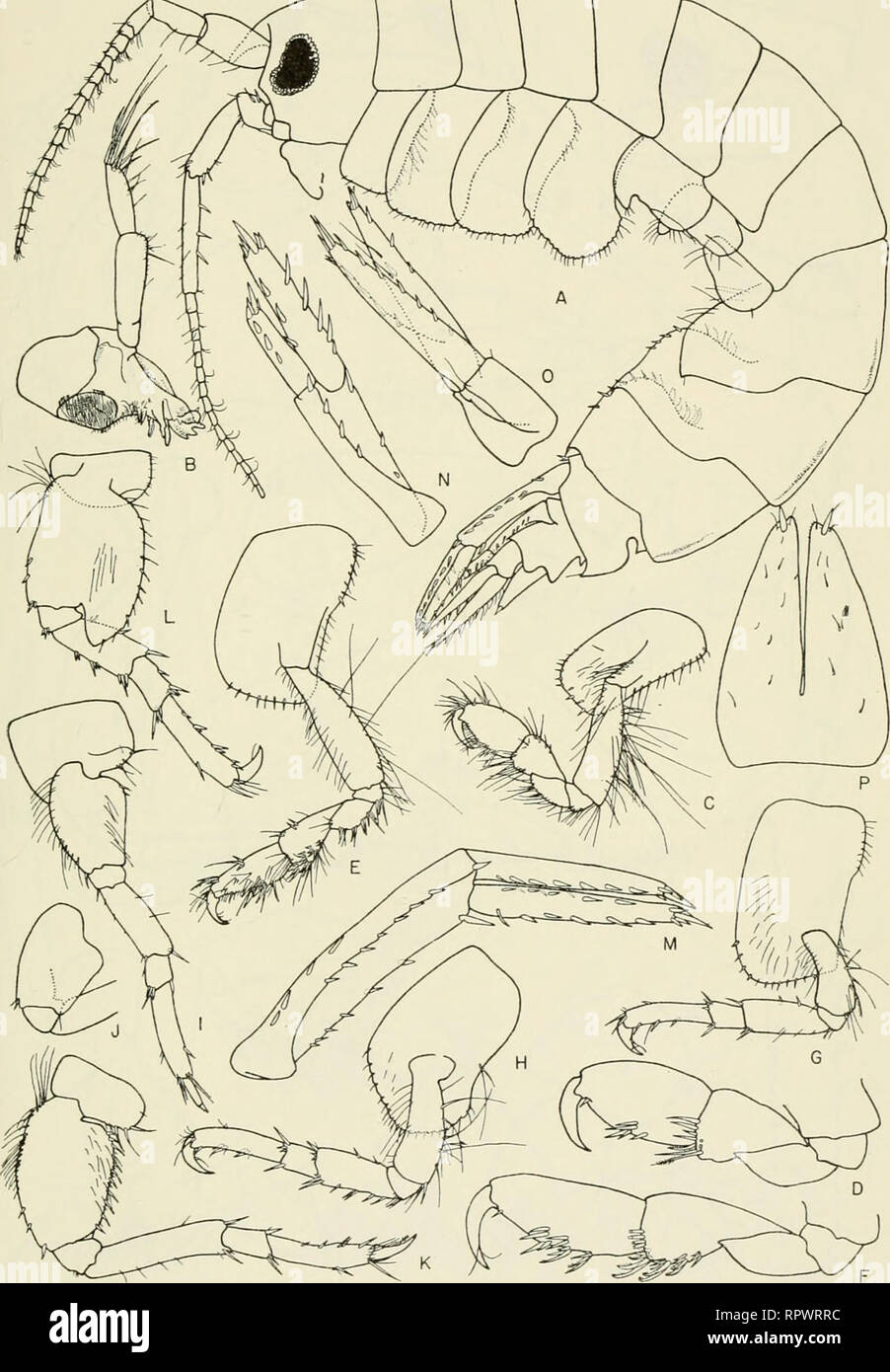 . Allan Hancock Pacific expeditions. [Reports]. Scientific expeditions. NO. 5 BARNARD : AMPHIPODA 123. Figure 9 Atylus tridens (Alderman). Female, 6.0 mm, sta. 7043: A, lateral view, less legs; B, mandible; C,D, gnathopod 1 medial views; E,F, gnathopod 2, medial views; G,H,I,K,L, pereopods 1, 2, 3, 4, 5; J, pereopod 3 of other side of animal; M,N,0, uropods 1 2, 3 ; P, telson.. Please note that these images are extracted from scanned page images that may have been digitally enhanced for readability - coloration and appearance of these illustrations may not perfectly resemble the original work. Stock Photo