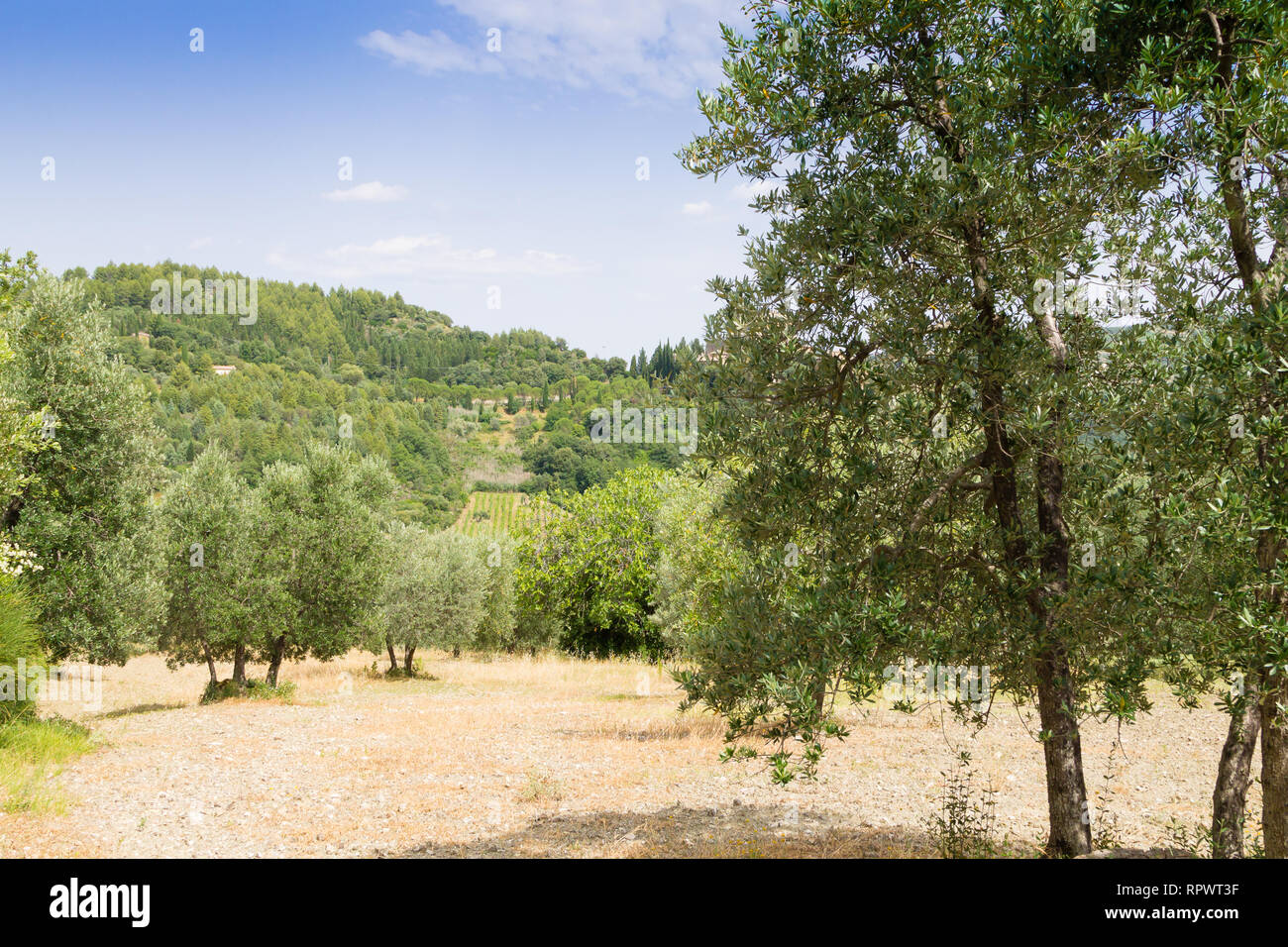 Olive oil cultivation from Tuscany region, Italy. Italian agriculture ...
