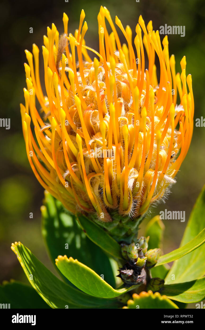 Close up of Yellow pincushion flower in bloom, of the protea family. Stock Photo