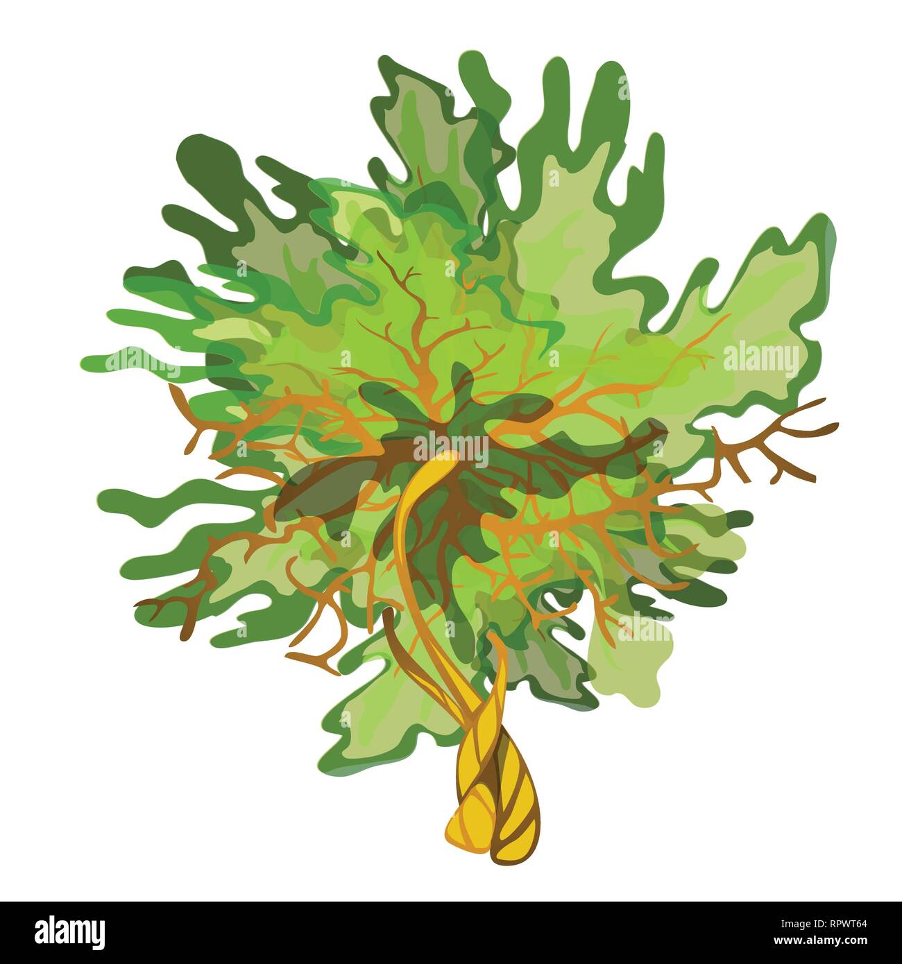 Green Cartoon Algae Isolated On White Background Aquatic Plants Of Coral Reefs Vector Close Up Illustration Stock Vector Image Art Alamy Collection of cartoon algae., and discover more than 10 million professional graphic resources on freepik. https www alamy com green cartoon algae isolated on white background aquatic plants of coral reefs vector close up illustration image237825004 html