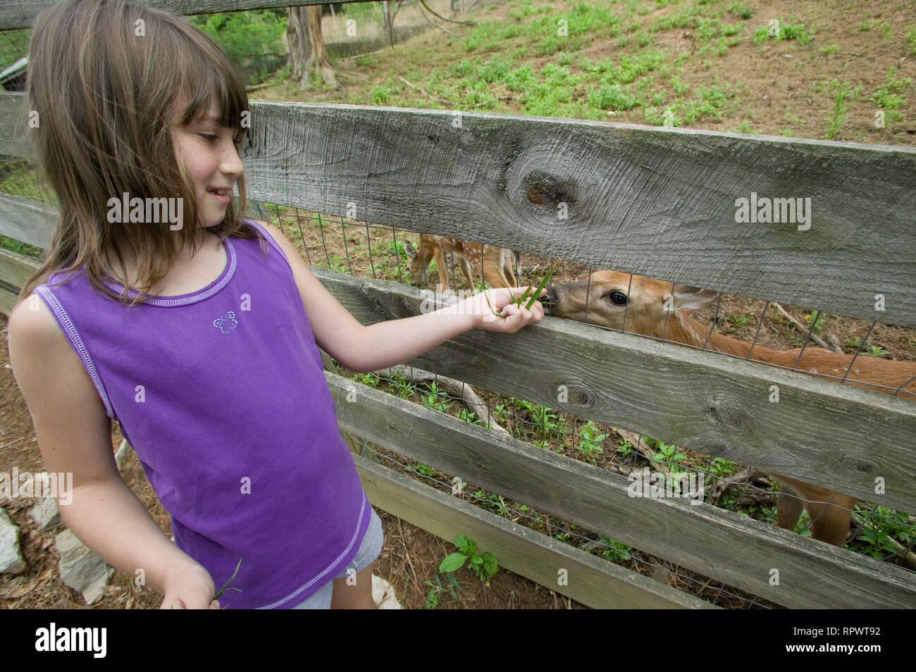 A girl feeds grass to a deer through a fence at the Bob Evans Farm in Rio Grande, Ohio Stock Photo