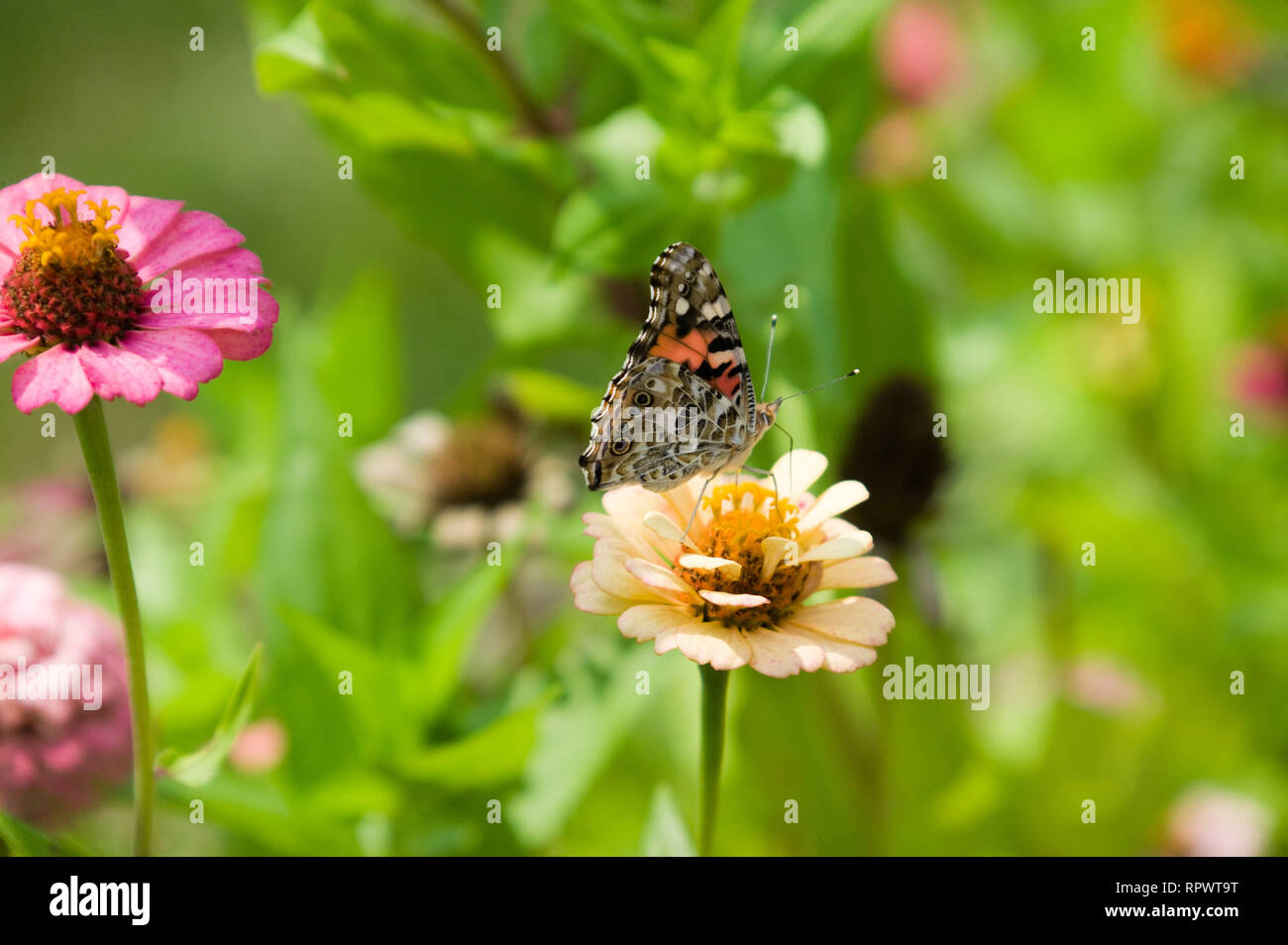 American painted lady (Vanessa virginiensis) butterfly on zinnia