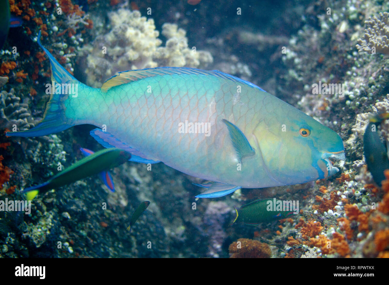 Bluebarred Parrotfish, Scarus ghobban, eating coral, Shadow Reef dive site, Yilliet Island, Misool, Raja Ampat, West Papua, Indonesia Stock Photo