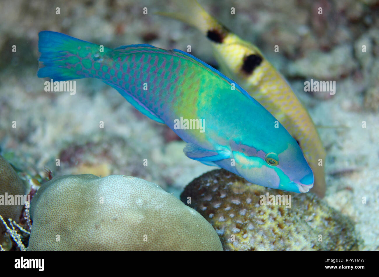 Yellowbarred Parrotfish, Scarus dimidiatus, by Manybar Goatfish, Parupeneus multifasciatus, Tank Rock site, Fiabacet Island, Raja Ampat, West Papua Stock Photo