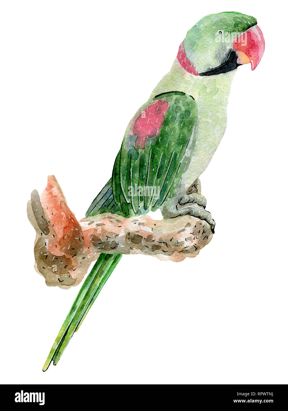 Page 2 Parrot Picture High Resolution Stock Photography And Images Alamy