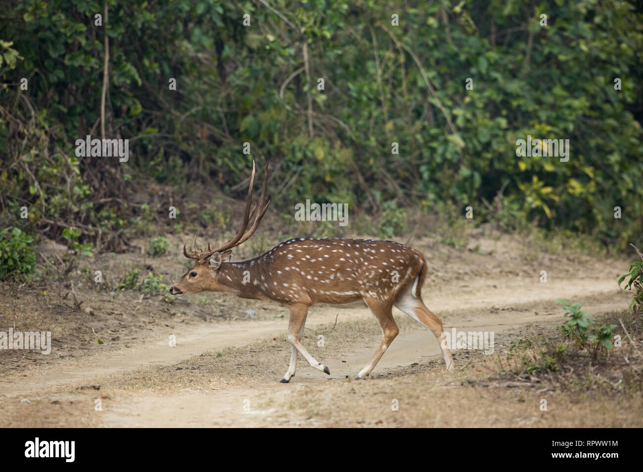 Axis Deer (Axis axis). Male or stag cautiously crossing vehicle track