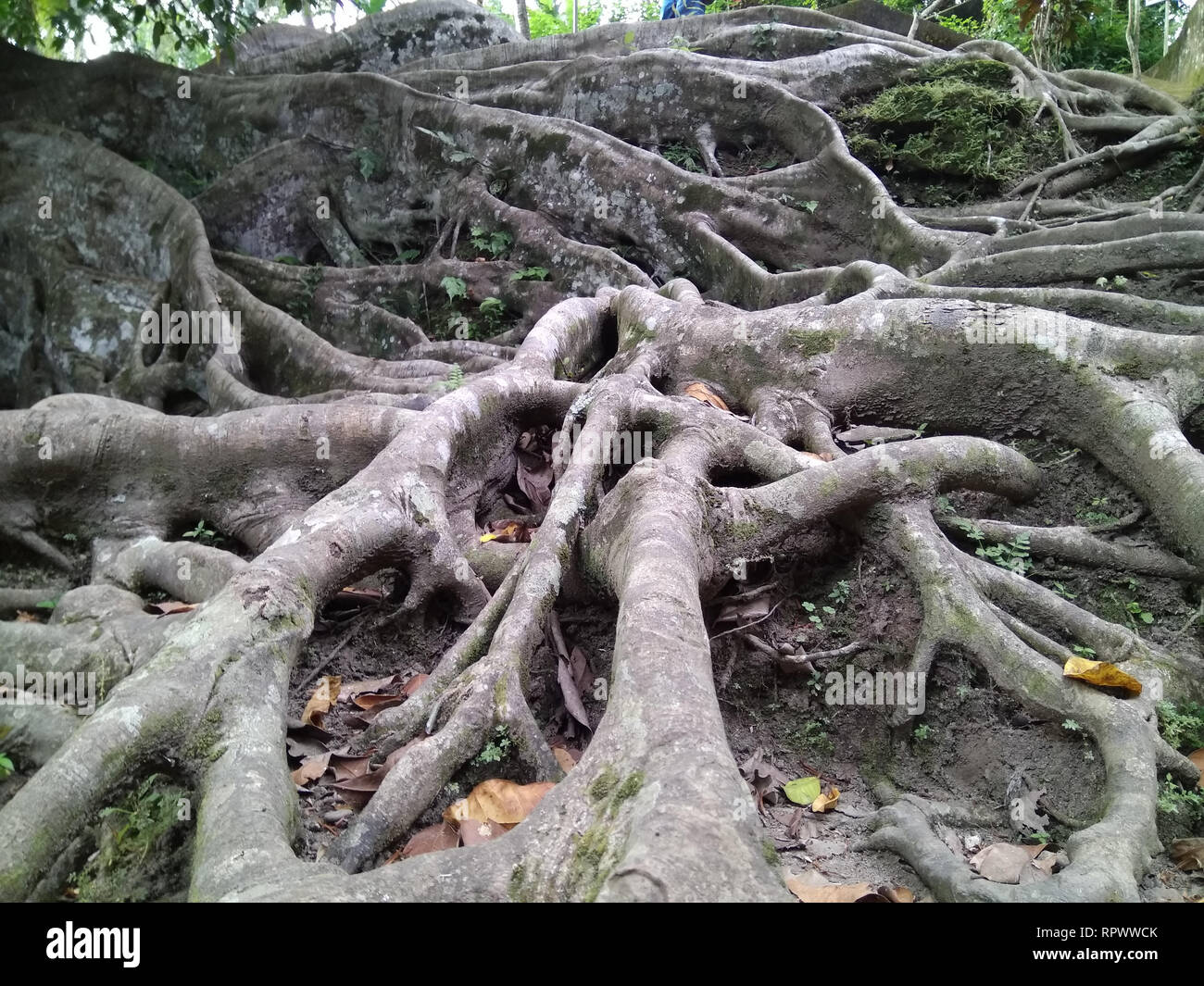Ubud-Tree roots horizontal at Goa Gajah elephant cave Stock Photo