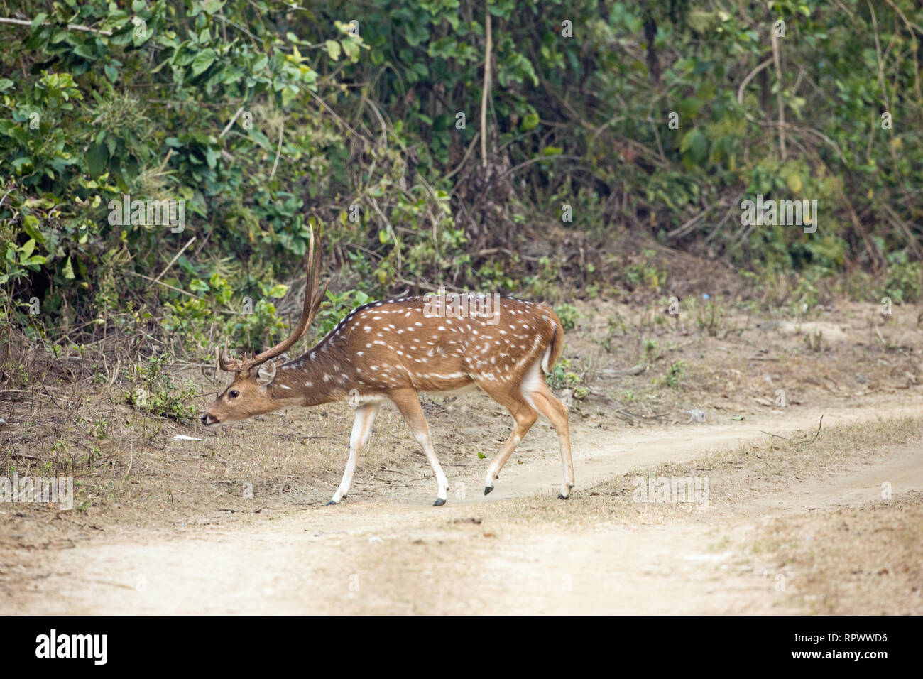 Chital, or Axis or Spotted Deer, (Axis axis).  Stag, or male, investigating litter dropped alongside a vehicle trail by a visitor to Corbett National  Stock Photo