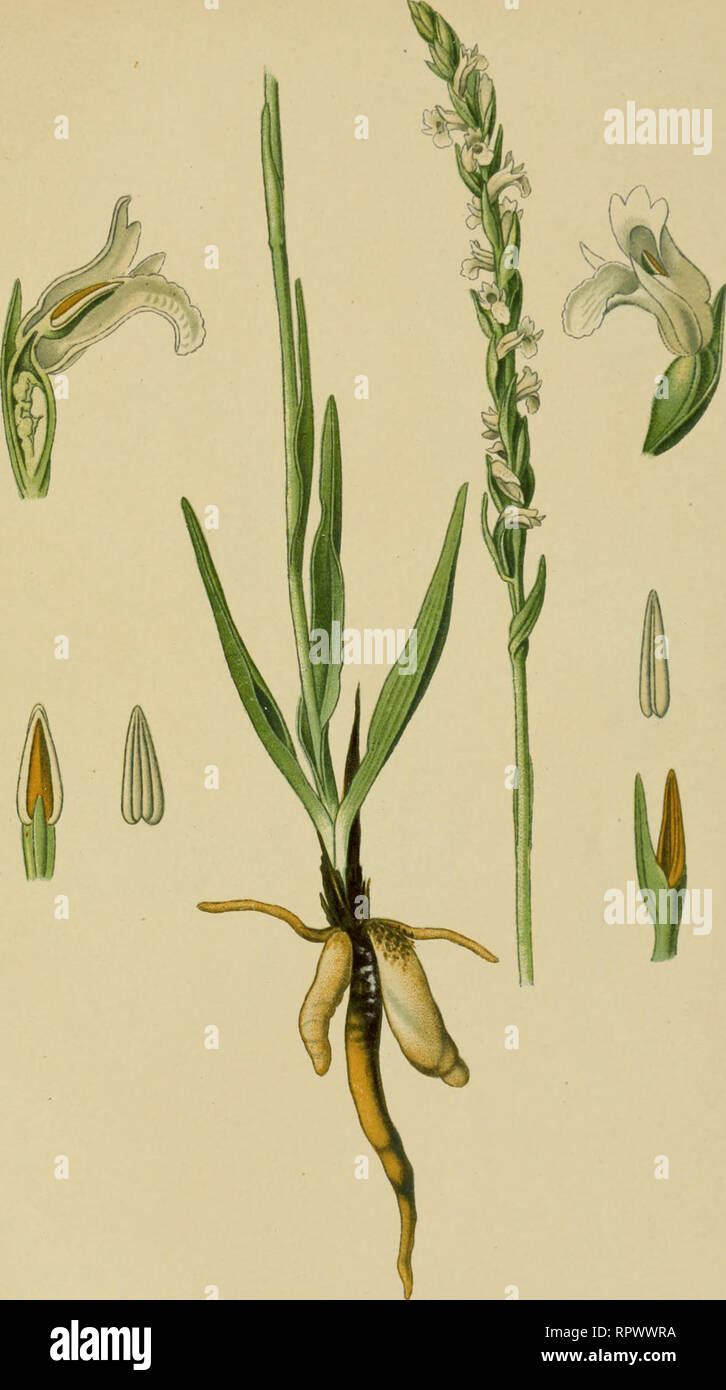 . Album des orchidées de l'Europe centrale et septentrionale. PI. LVIII. Spiranthes œstivalis, Rich. Spiranthe d'été. Summev Spiranthes. Som mer- ] 'endelorch is. Europe centrale cl méridionale, ilans les prés maréeai;;eiix. Disséminé Juillet-septembre.. Please note that these images are extracted from scanned page images that may have been digitally enhanced for readability - coloration and appearance of these illustrations may not perfectly resemble the original work.. Correvon, Henry, 1854-1939. Genève, Librairie Georg Stock Photo